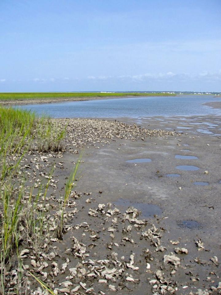 Oyster Reef