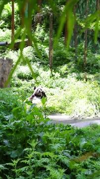 Panda Munching