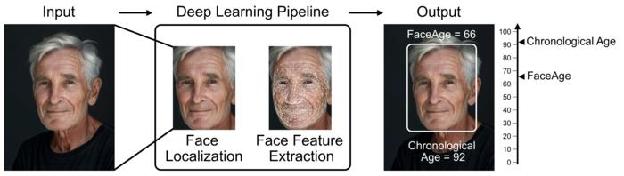 Graphical representation of FaceAge