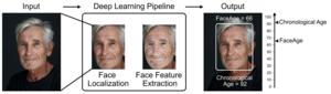 Graphical representation of FaceAge