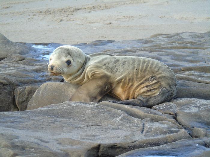 Skinny sea lion pup