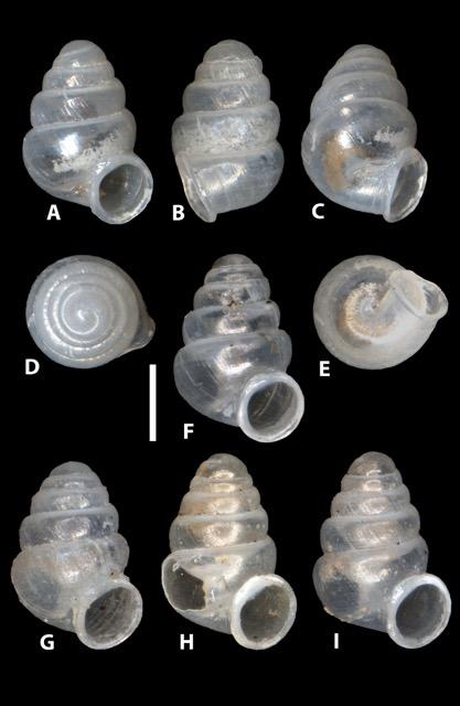 <i>Zospeum vasconicum</i>