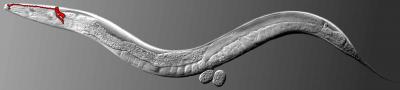 C. elegans and Olfactory Neuron