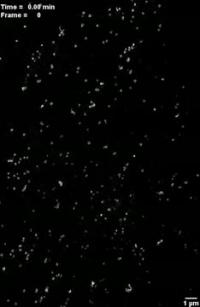 CCPs Resolved as Rings