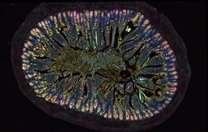 Intestinal tissue section © Charité | Luisa Barleben