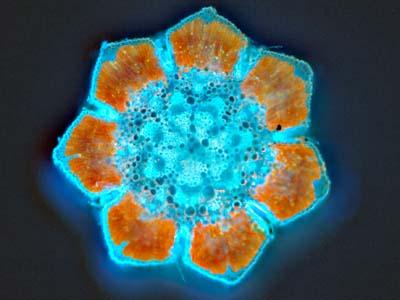 A Cross-Section of a Stem and Seven Small Leaves (microphylls) from an Australian Beefwood
