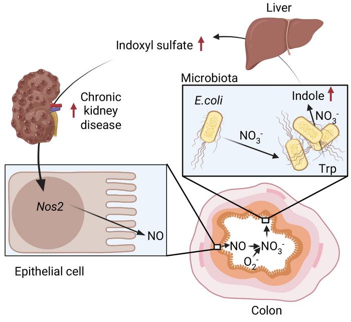 Biological Diagram