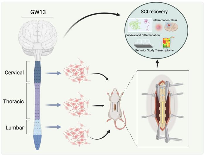 Schematic Diagram of Spinal Cord Injury Repair Promoted by Segment-Specific Human Spinal Cord Neural Stem Cells