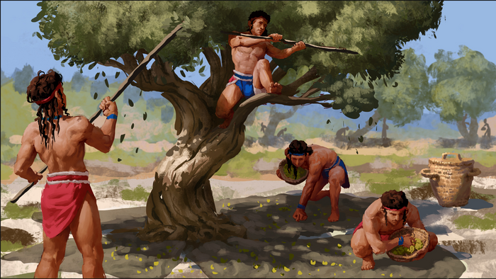 Harvesting olives