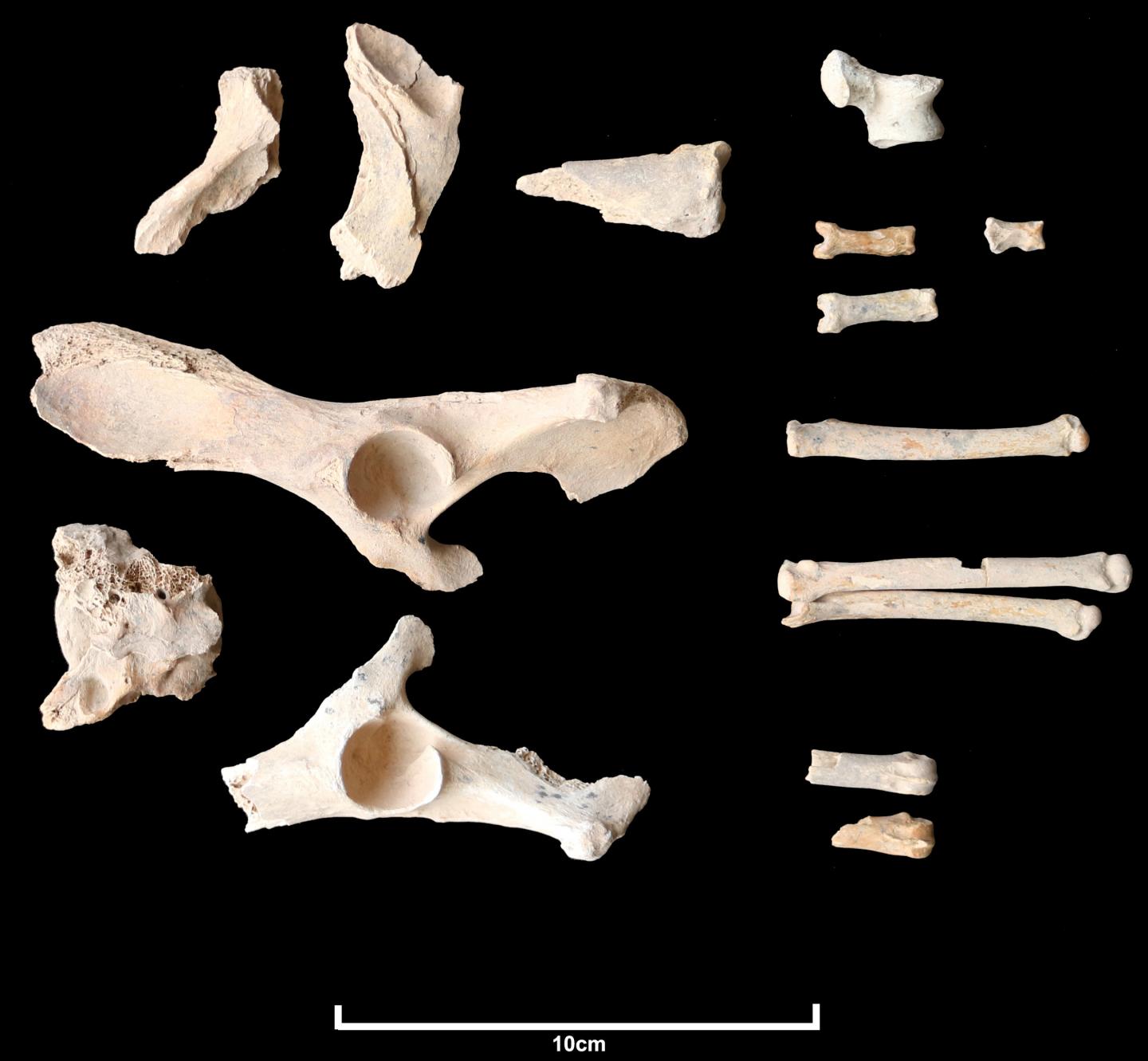 Dog bone fragments found at burial site