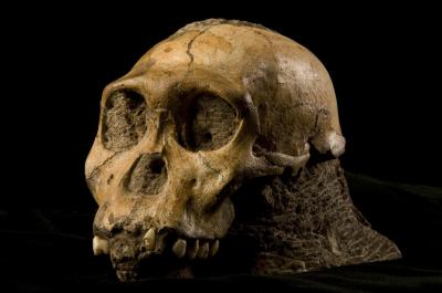 New Hominid Shares Traits with Homo Species (1 of 11)
