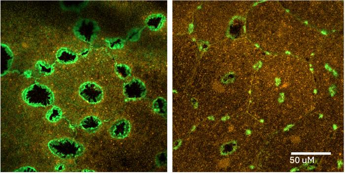 Confocal microscopy images of tiny wounds within and between Clytia epithelial cells.  Actin staining with phalloidin reveals the lamellipodia (green) and Cytoliner (Biotium) stains the membranes (red). Image credit: Jocelyn Malamy