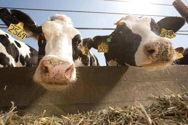 Dairy Cattle
