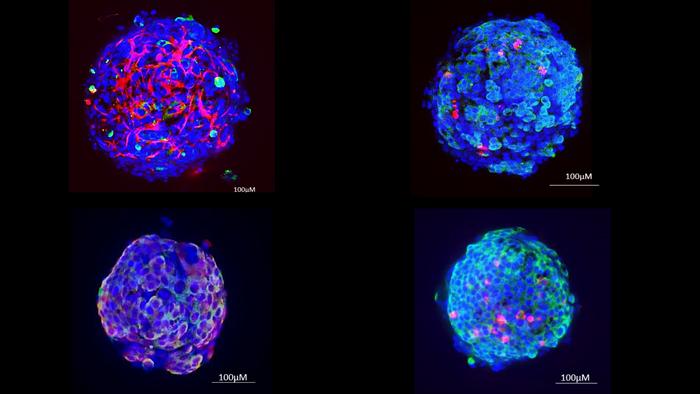 Miniature human liver