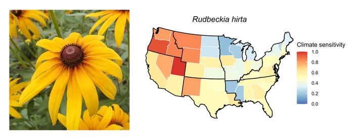 Rudbeckia hirta