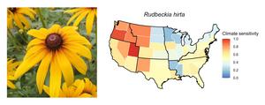 Rudbeckia hirta