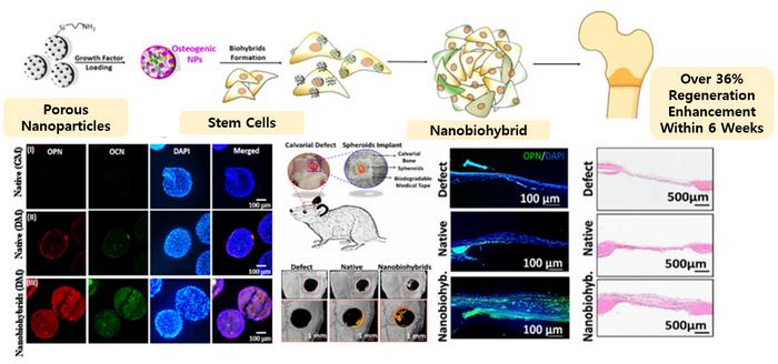 Experimental Evaluation of Bone Regeneration Using Nanoparticle-assembled Stem Cell Spheroids