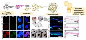 Experimental Evaluation of Bone Regeneration Using Nanoparticle-assembled Stem Cell Spheroids