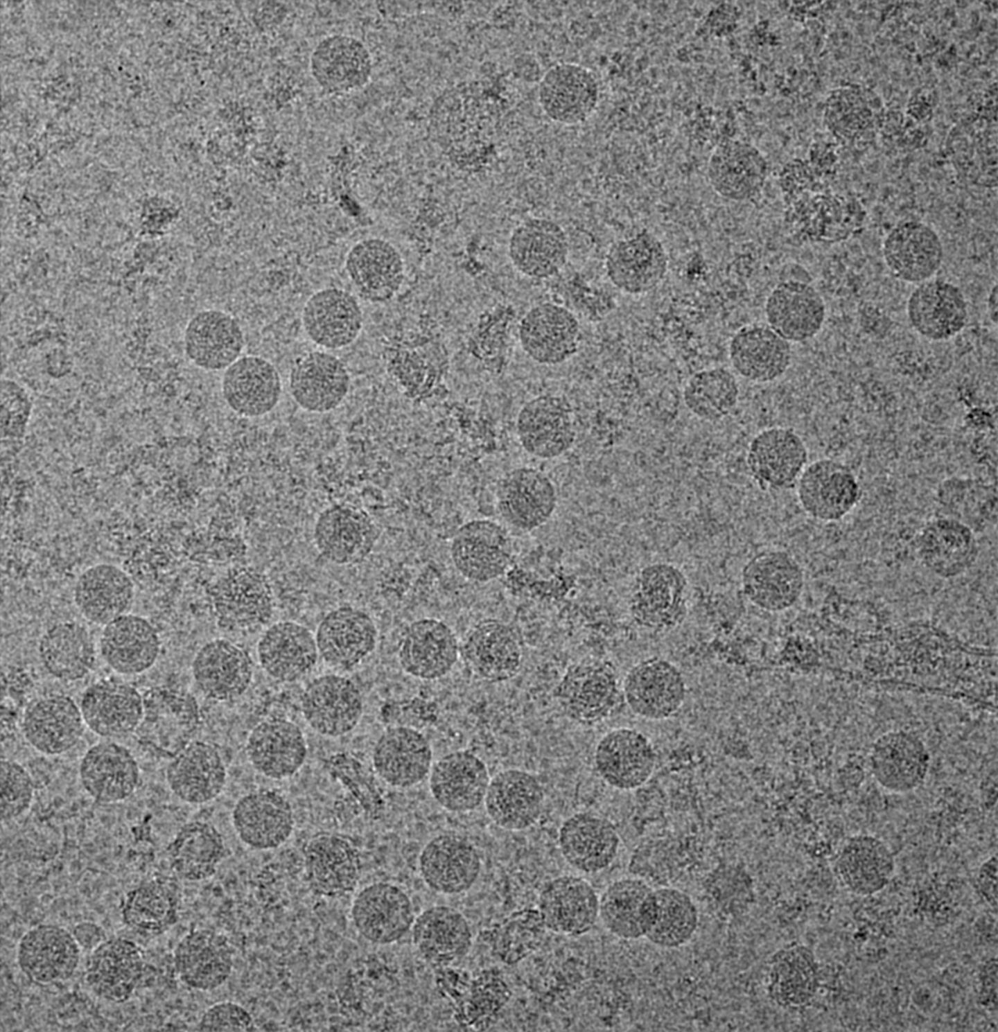 Structure of Zika Virus Revealed (2 of 6)