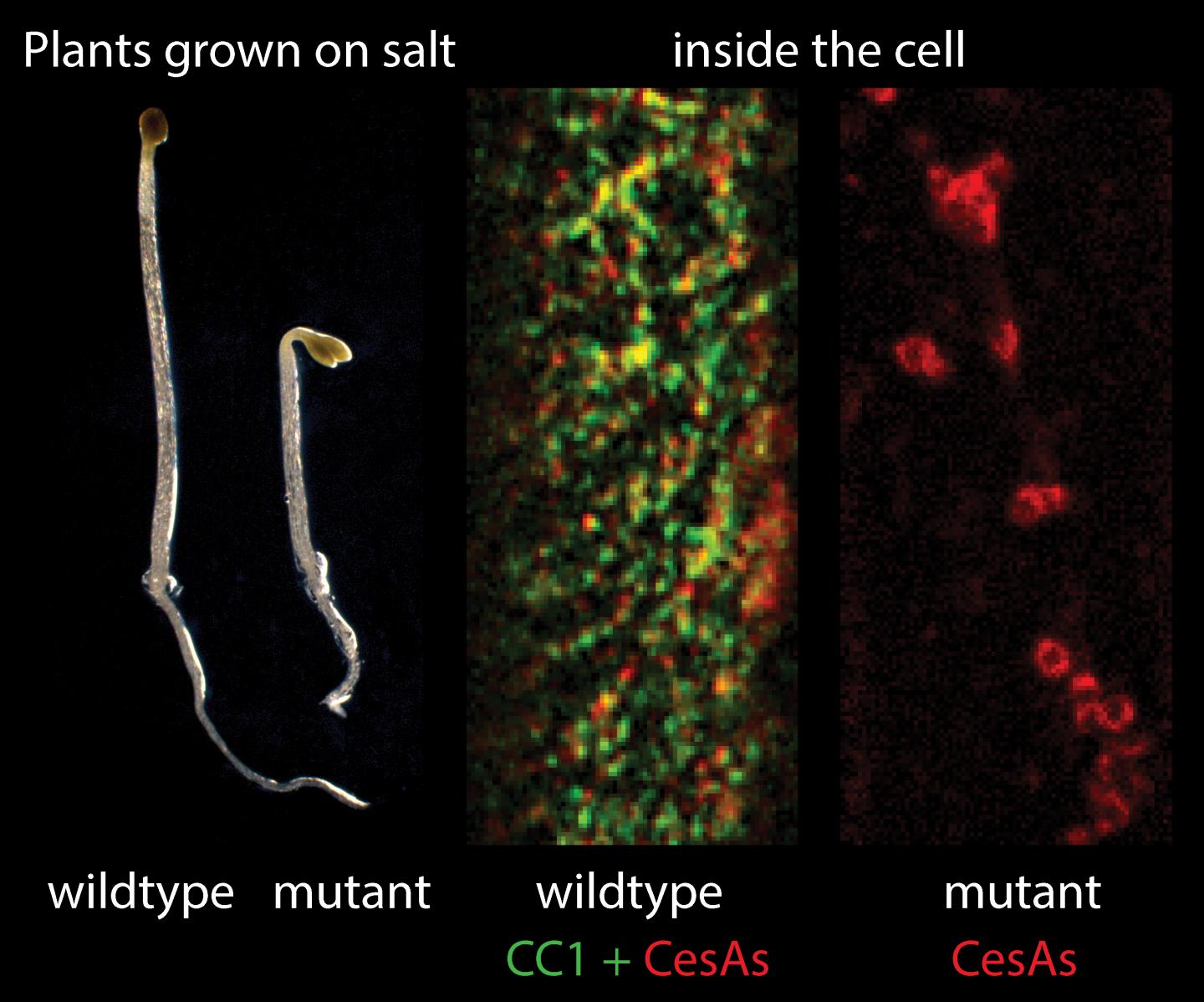 Effect of Salt Stress on Plants