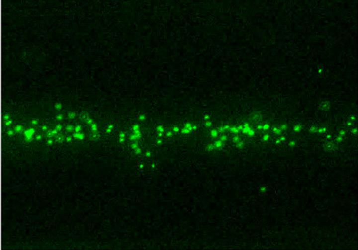 Fluorescent Tags