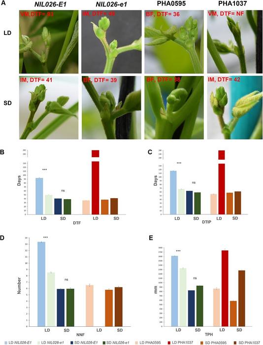 Effect of day length on flowering time and developmental traits in NILs carrying different alleles of PvE1.