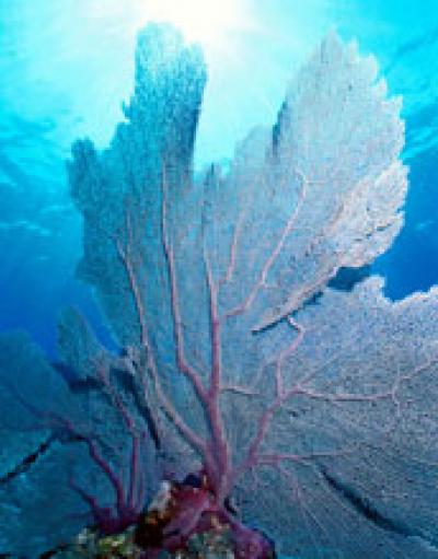 Fan Coral
