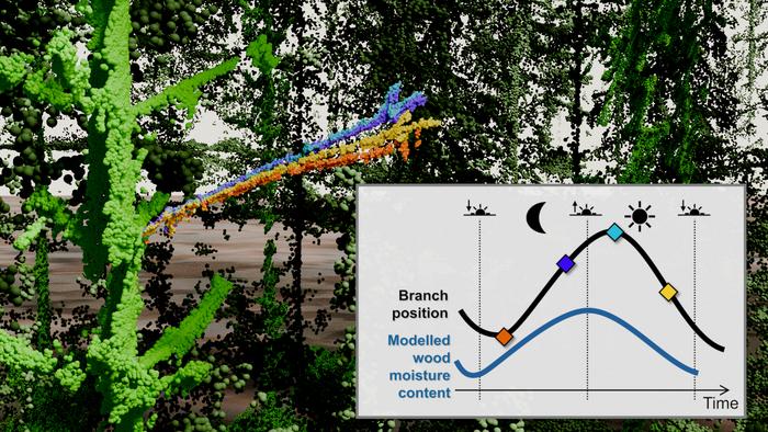 Branch movement