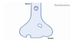 Animation of synaptic vesicle cycle