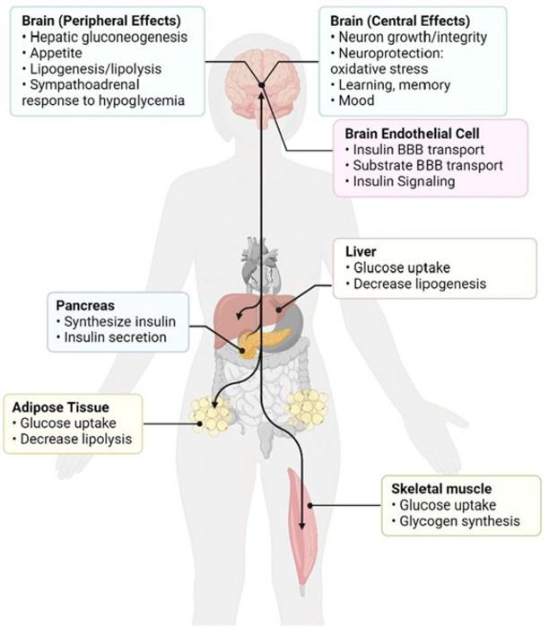 Insulin action in the peripheral and the brain.