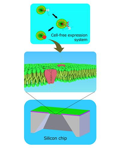 合成した膜タンパク質に対する薬物副作用を測るバイオチップ