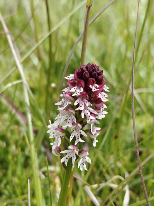 The burnt orchid (Neotinea ustulata, formerly Orchis ustulata) is a rare orchid species found in nutrient-poor, mostly calcareous grasslands