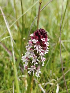 The burnt orchid (Neotinea ustulata, formerly Orchis ustulata) is a rare orchid species found in nutrient-poor, mostly calcareous grasslands