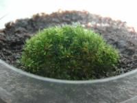 Moss is a Super Model for Feeding the Hungry (2 of 2)