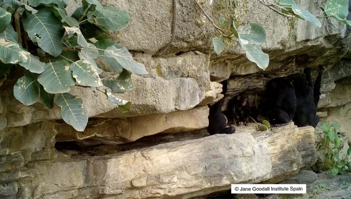 Cómo los chimpancés adultos enseñan a los jóvenes a utilizar herramientas