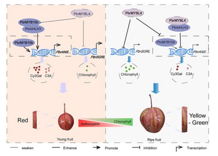 A PbrMYBL4-centered dual-inhibition module synchronously regulates pigment dynamics.