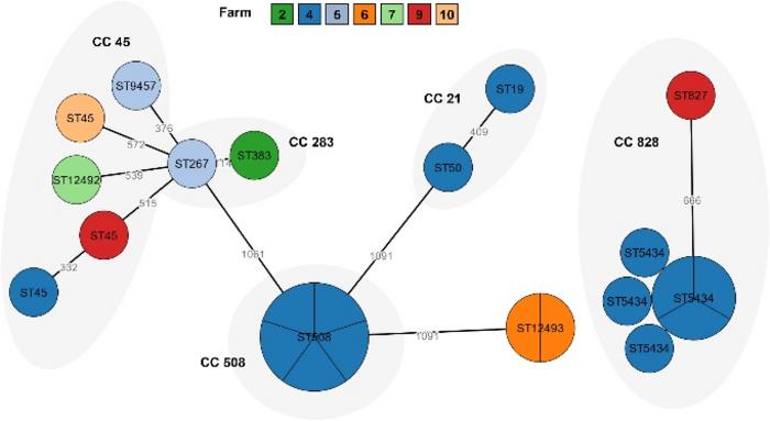Phylogenetic relationships of C. jejuni and C. coli isolates based on core genome multilocus sequence typing (cgMLST).