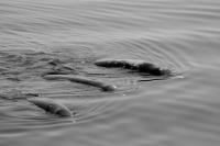 Unidentified Beaked Whales Sighted in the Nemuro Strait