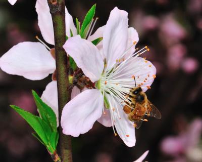 Bee