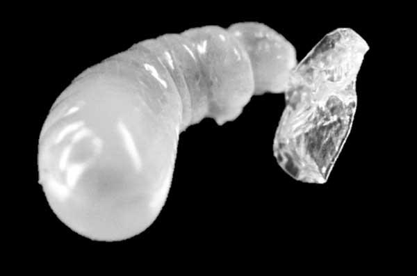 Ant Larvae Cannibalize Eggs