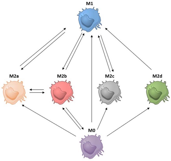 Macrophage diversity influences long-term graft survival