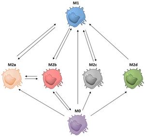 Macrophage diversity influences long-term graft survival