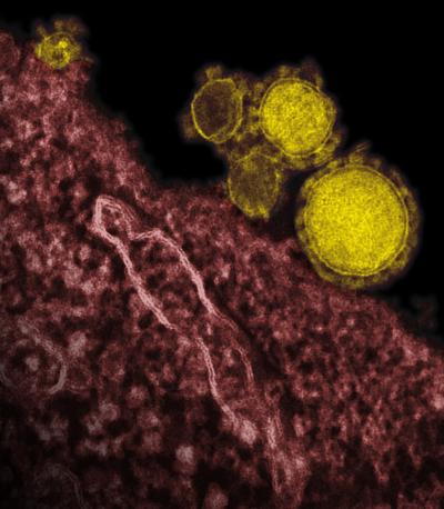 Coronavirus Particles