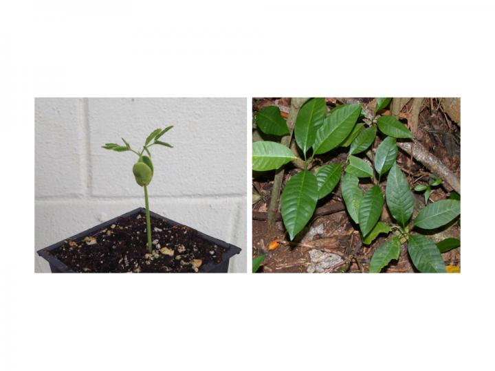 Study Reveals Answers for Managing Guam's Threatened Native Trees