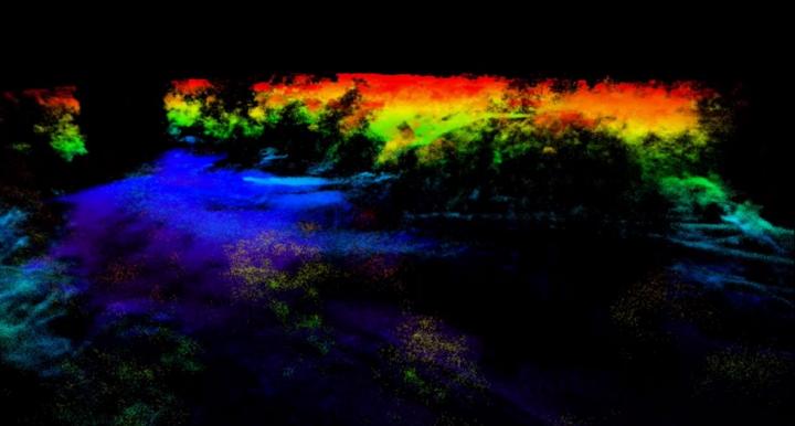 Infrared Image of a Forest