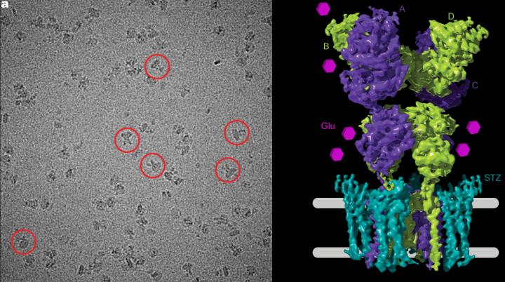 Cryo-Electron Micrograph