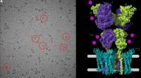 Cryo-Electron Micrograph
