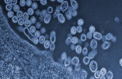 Letter on Starting Gain-of-Function Mutation Experiments for H7N9 (1 of 1)
