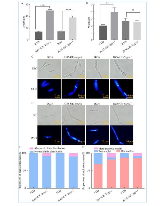 Sporidia morphology of OE-Ssppe1 strains