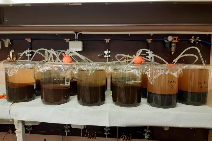 Sediment remediation, samples in a laboratory.